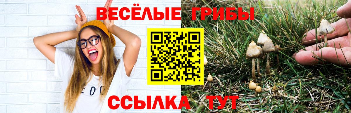 Псилоцибиновые грибы прущие грибы  Вход с VPN  Усть-Джегута 